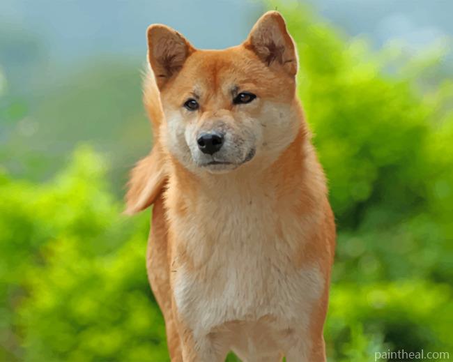 Akita Pet Painting By Numbers Kits
