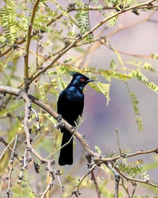 Phainopepla Painting By Numbers Kits