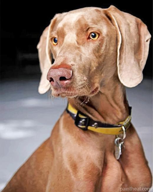 Weimaraner Dog Pet Painting By Numbers Kits