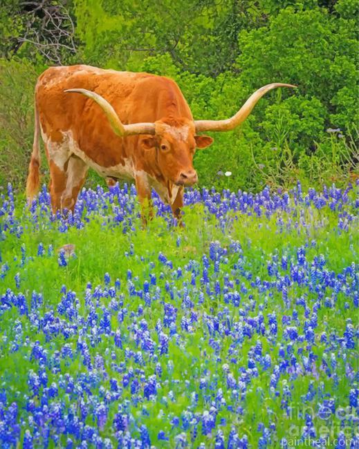 Bluebonnets And Longhorn Painting By Numbers Kits