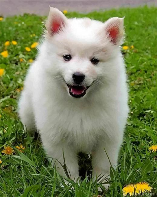 Cute American Eskimo Dog Painting By Numbers Kits