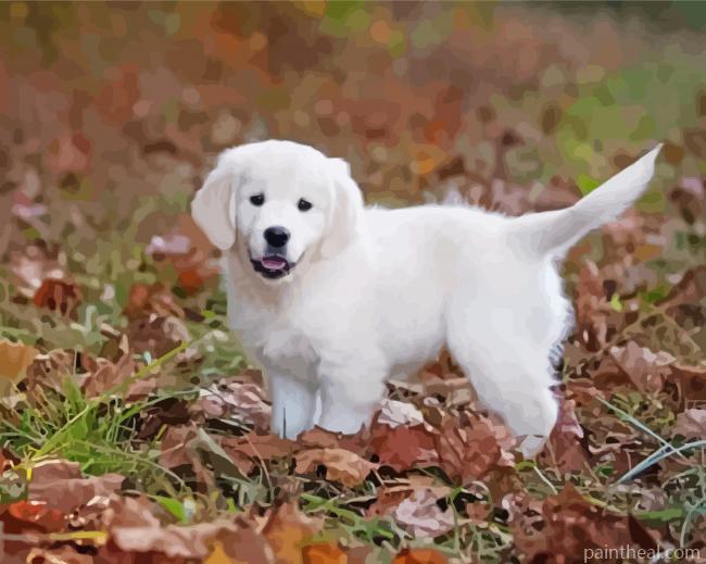 Cute Cream Retriever Painting By Numbers Kits