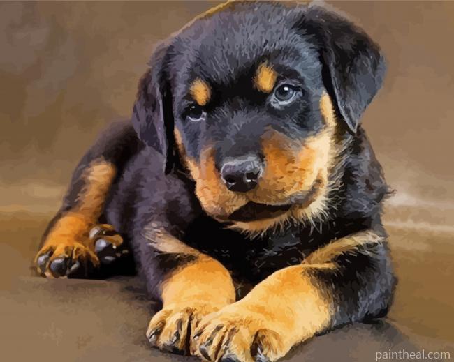 Cute Rottweiler Puppy Painting By Numbers Kits
