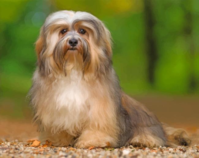 Cute Havanese Dog Painting By Numbers Kits