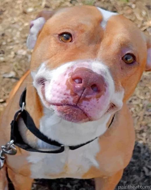 Cute Pitbull Painting By Numbers Kits