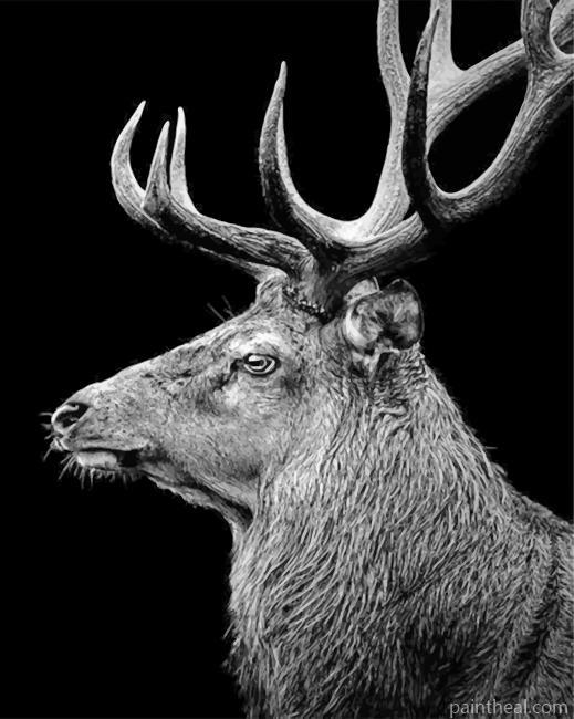 Black And White Deer Painting By Numbers Kits
