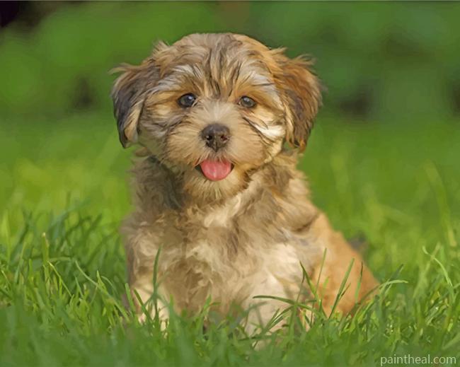 Havanese Dog Painting By Numbers Kits