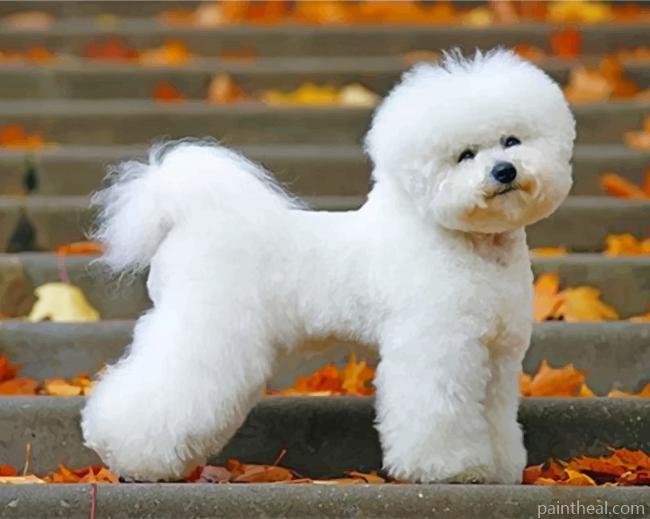 Bichon Frise Puppy Painting By Numbers Kits