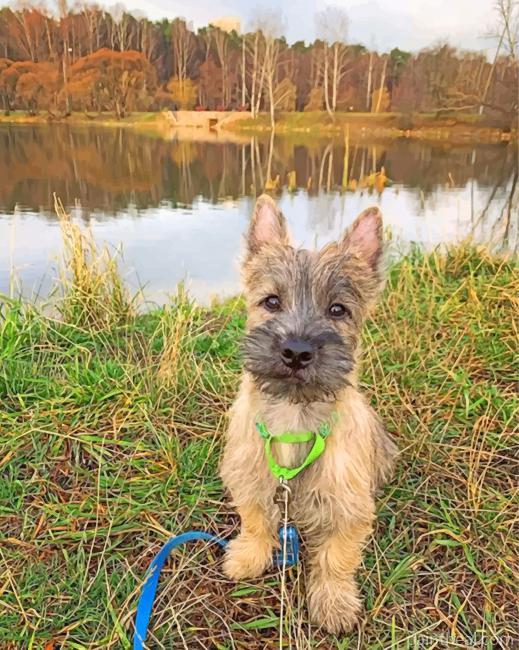 Cairn Terrier Painting By Numbers Kits