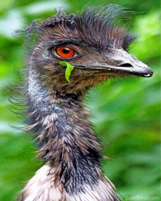 Emu Bird Painting By Numbers Kits