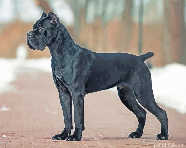 Cane Corsos Painting By Numbers Kits