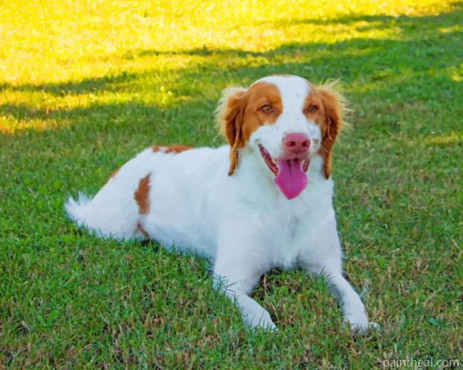 Brittany Spaniel Animal Painting By Numbers Kits