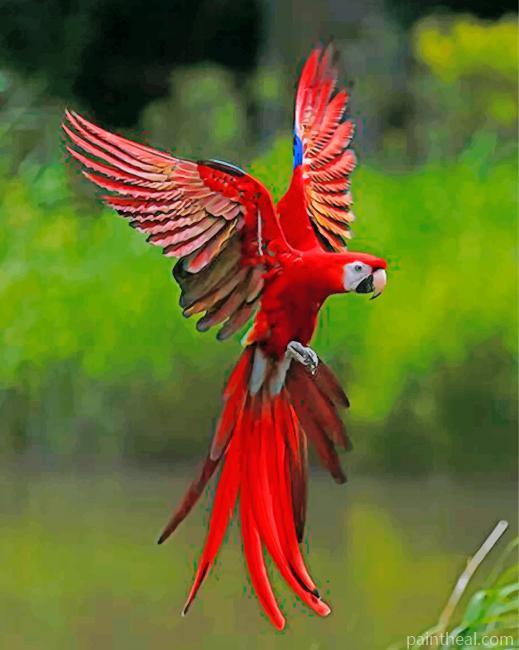 Red Flying Macaws Painting By Numbers Kits