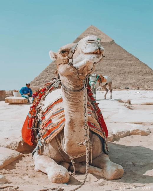 Egyptian Camel In Giza Pyramid Painting By Numbers Kits