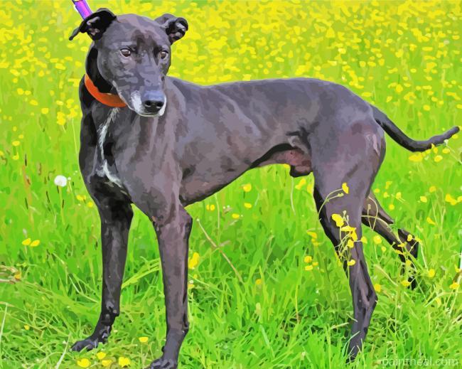 Black Lurcher Dog Painting By Numbers Kits