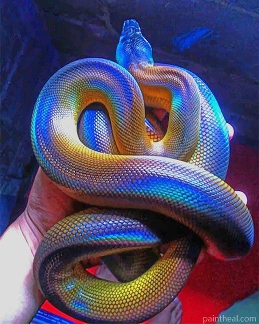 Colorful Albertis Python Painting By Numbers Kits