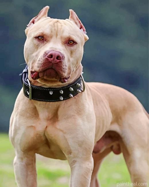 Cool Pit bull Painting By Numbers Kits