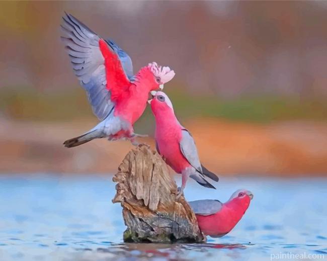 Galah Birds Painting By Numbers Kits