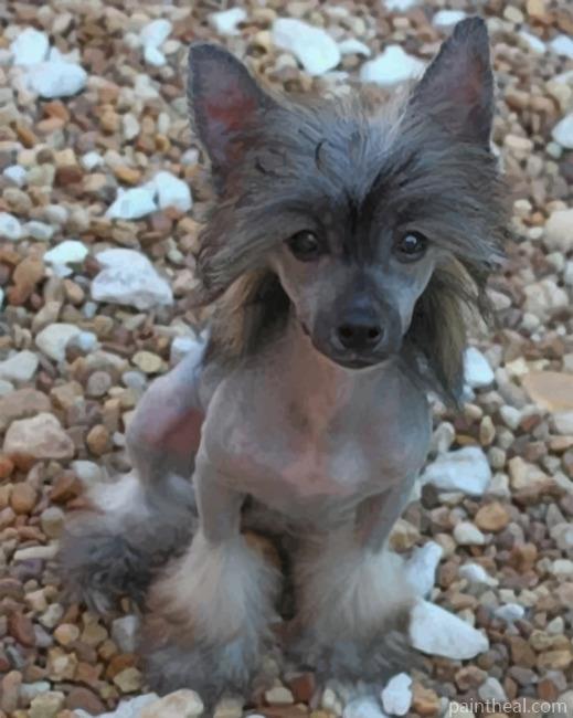 Chinese Crested Painting By Numbers Kits
