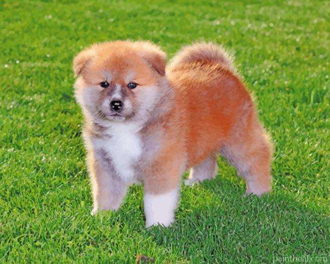 Baby Akita Painting By Numbers Kits