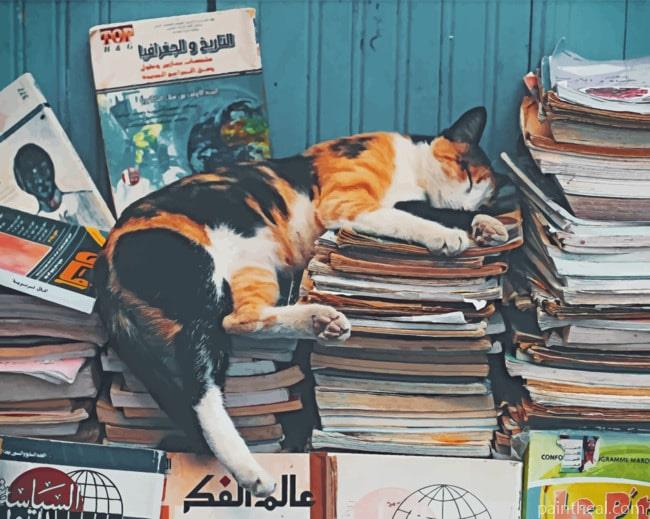 Cat Sleeping On Books Painting By Numbers Kits