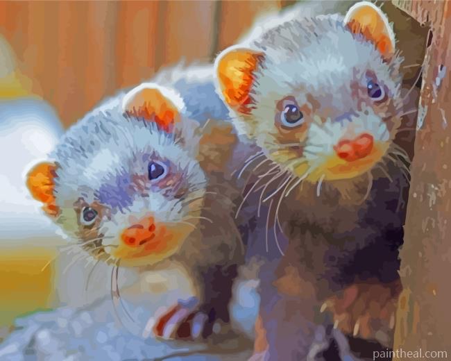 Ferrets Painting By Numbers Kits