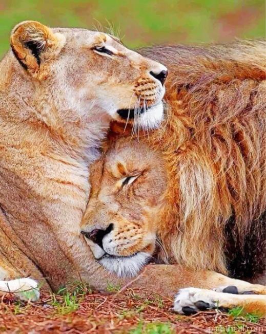Lion And Lioness Love Painting By Numbers Kits