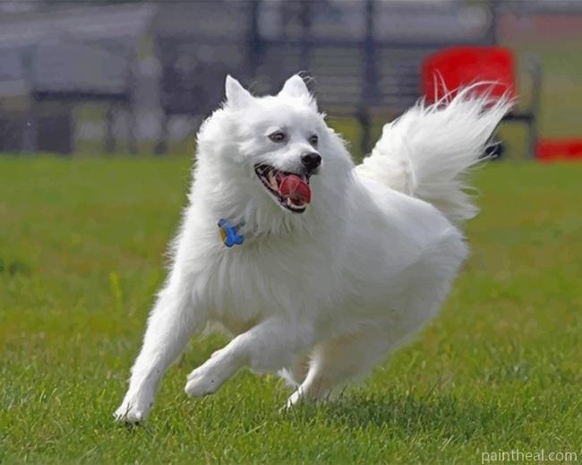 Happy American Eskimo Dog Painting By Numbers Kits