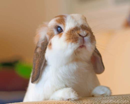 White Domestic Rabbit Painting By Numbers Kits