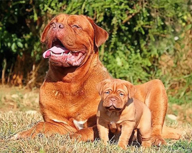 Dogue de Bordeaux Family Painting By Numbers Kits