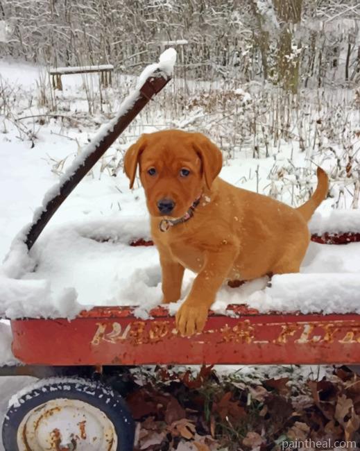 Fox Red Labrador In The Snow Painting By Numbers Kits