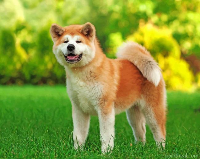 Akita Dog Painting By Numbers Kits