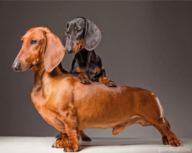 Sausage Dogs Painting By Numbers Kits