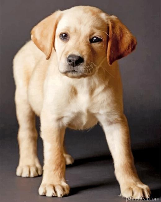 Yellow Labrador Painting By Numbers Kits