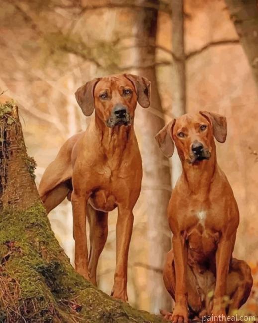 Cute Rhodesian Ridgeback Painting By Numbers Kits