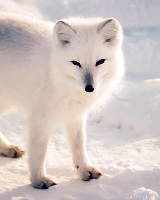 White Arctic Fox Painting By Numbers Kits