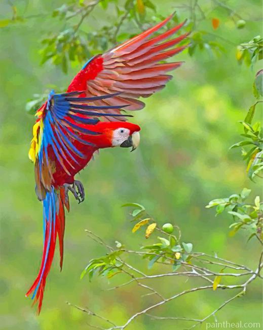 Flying Macaws Painting By Numbers Kits