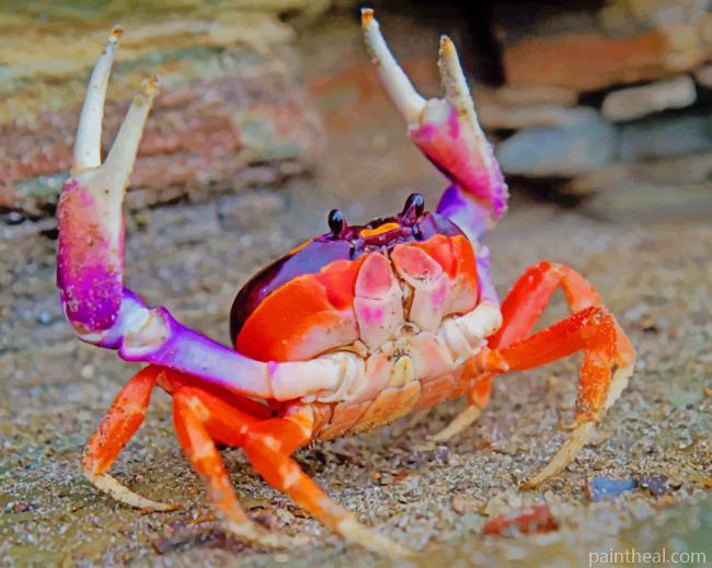 Cute Crab Animal Painting By Numbers Kits