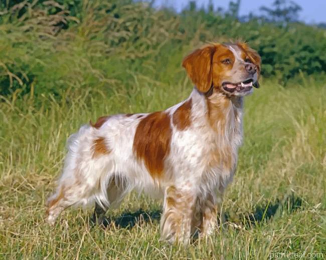 Aesthetic Brittany Spaniel Painting By Numbers Kits