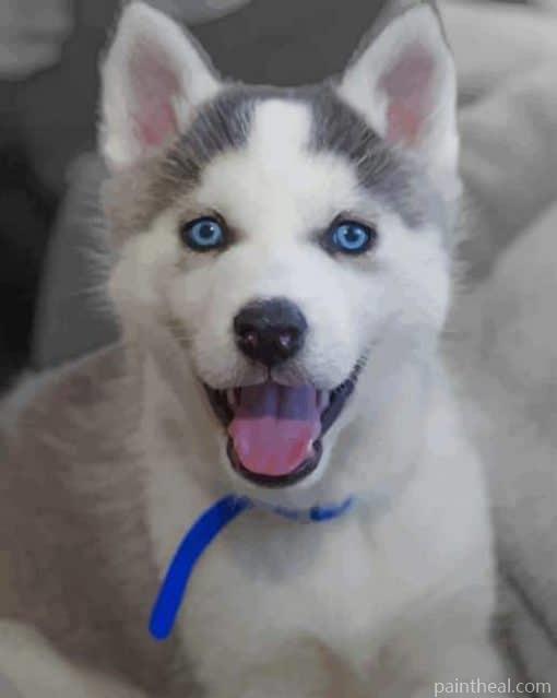 Cute Husky with Blue Eyes – 5D Diamond Painting Painting By Numbers Kits