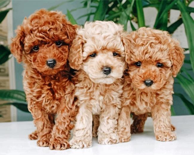 Cavapoo Puppies Painting By Numbers Kits