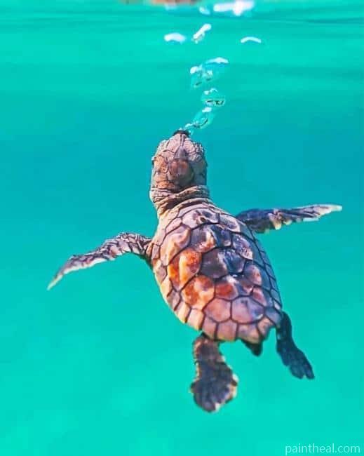 Cute Turtle Swimming Painting By Numbers Kits
