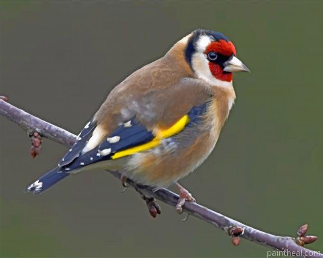 Goldfinch Bird Painting By Numbers Kits
