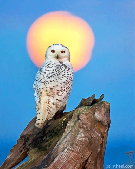Snowy Owl Painting By Numbers Kits