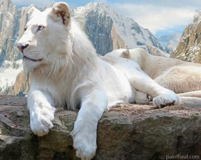 White Laying Lion Painting By Numbers Kits