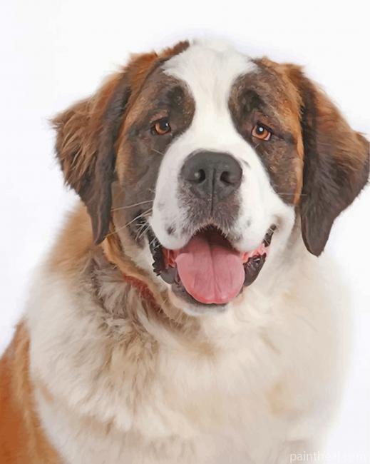 Saint Bernard Portrait Painting By Numbers Kits