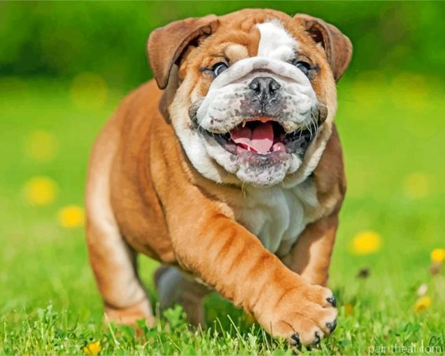 British Bulldog Painting By Numbers Kits