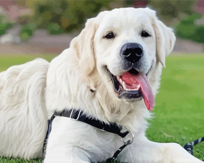 Cream Retriever Dog Painting By Numbers Kits