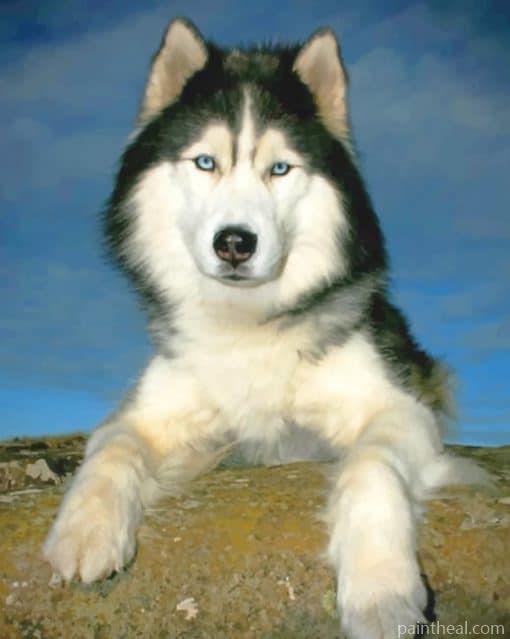 Siberian Husky – 5D Diamond Painting Painting By Numbers Kits