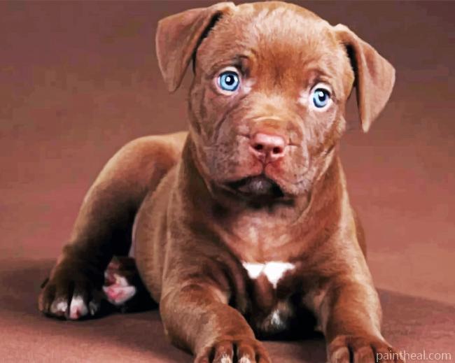 Pit bull Puppy Painting By Numbers Kits